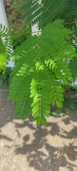 Schizolobium parahyba