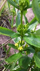 Fadogia homblei