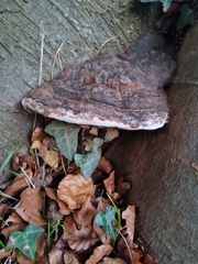 Fomes fomentarius