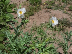 Argemone hunnemannii