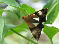 Melipotis fasciolaris