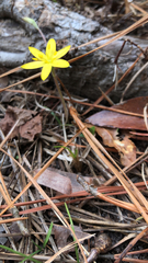 Hypoxis juncea