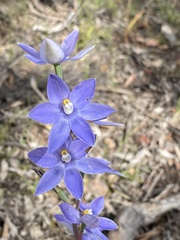 Thelymitra megcalyptra