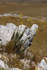 Osteospermum junceum