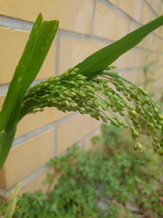 Panicum miliaceum