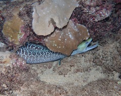 Gymnothorax undulatus