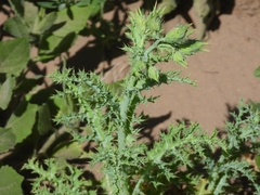 Argemone hunnemannii