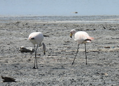 Phoenicoparrus jamesi