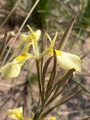 Moraea neglecta