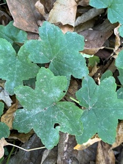 Hydrophyllum canadense