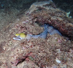 Gymnothorax rueppelliae