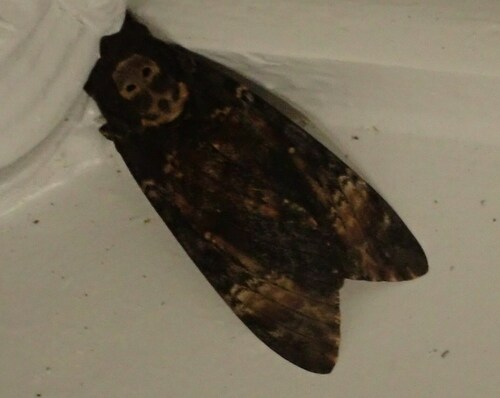 Acherontia atropos