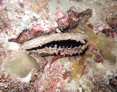 Pinctada margaritifera