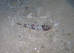 Synodontidae