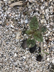 Chylismia claviformis