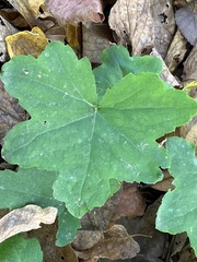 Hydrophyllum canadense