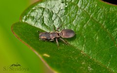 Cephalotes pinelii