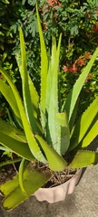 Asparagales