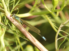 Ischnura fluviatilis