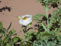 Argemone hunnemannii