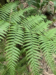Macrothelypteris torresiana