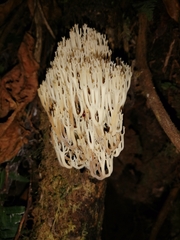 Artomyces