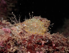 Halgerda terramtuentis
