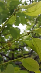 Pseudolachnostylis maprouneifolia