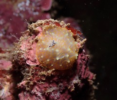 Halgerda terramtuentis