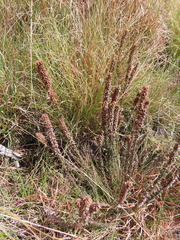 Erica alopecurus