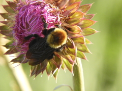 Bombus bellicosus