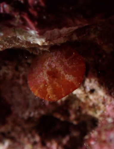 Frenulina sanguinolenta, 2022-10-29
