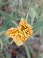 Oenothera mollissima