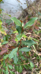 Laurus nobilis