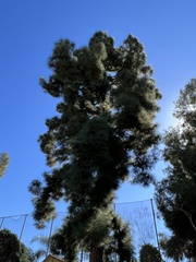 Pinus canariensis