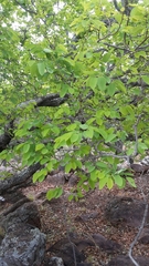 Pseudolachnostylis maprouneifolia
