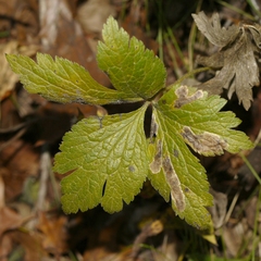Anemone virginiana