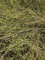 Aristida rhizomophora