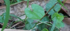 Dichondra repens