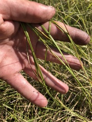 Aristida rhizomophora