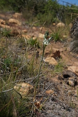 Chloraea bletioides