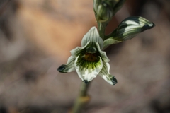 Chloraea bletioides