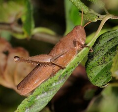 Schistocerca damnifica