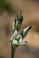 Chloraea bletioides