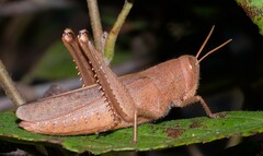 Schistocerca damnifica