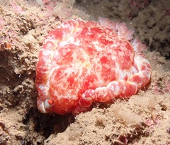 Hexabranchus