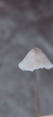 Mycena capillaripes