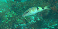Parupeneus multifasciatus