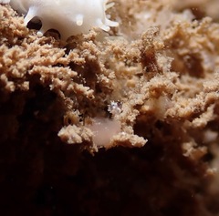 Colpodaspis thompsoni