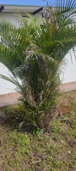 Dypsis